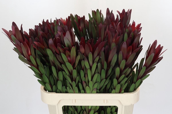 <h4>Leucadendron Safari Sunset</h4>