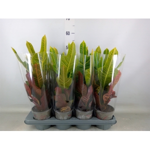 Codiaeum var. GR 'Excellent'