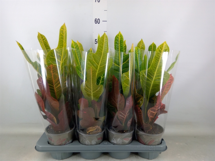 <h4>Codiaeum var. GR 'Excellent'</h4>