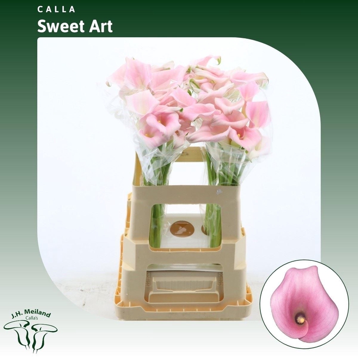 <h4>Calla Sweet Art</h4>