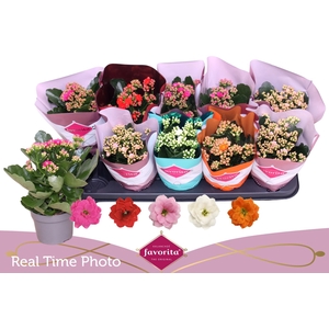 KAL GE PERF GEM 5 KL