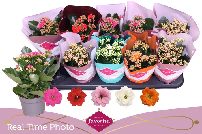 <h4>KAL GE PERF GEM 5 KL</h4>