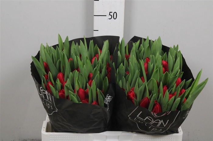 <h4>Tu En Make A Wish</h4>