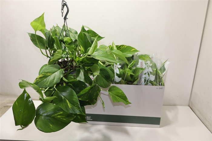 <h4>Epipr In Hangpot</h4>