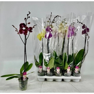 PHAL GEM