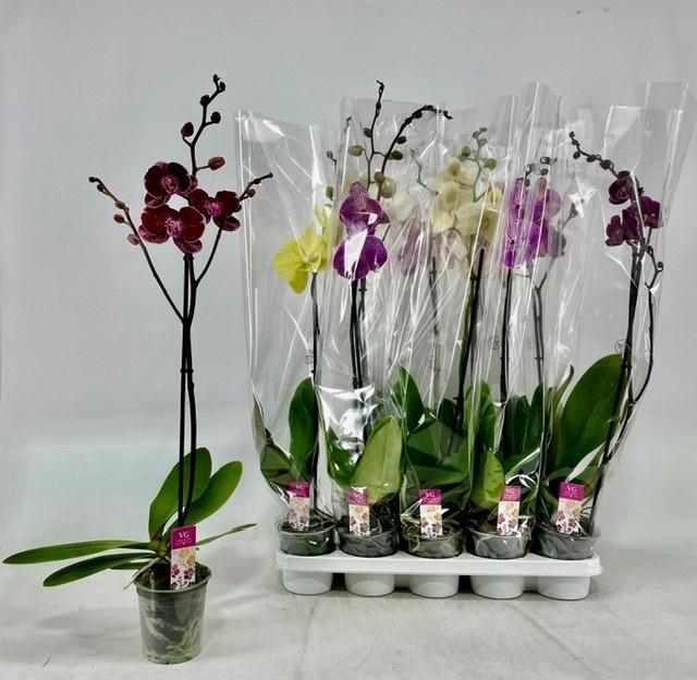 <h4>PHAL GEM</h4>