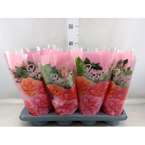 Hibiscus rosa-sin.   ...mix