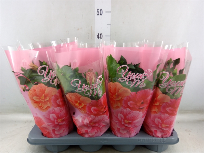 <h4>Hibiscus rosa-sin.   ...mix</h4>