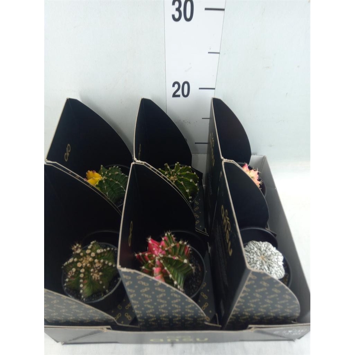 <h4>Cactus   ...</h4>