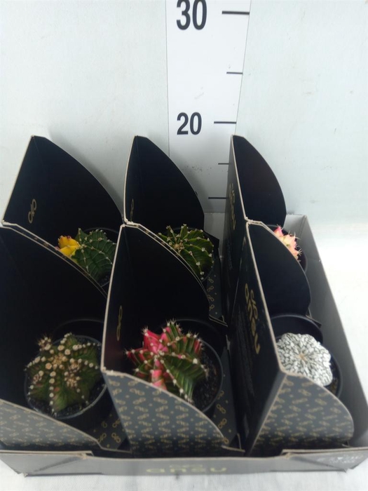 <h4>Cactus   ...</h4>