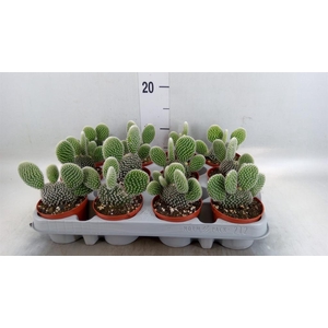 Opuntia microdasys 'Albispina'