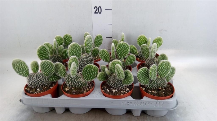 <h4>Opuntia microdasys 'Albispina'</h4>
