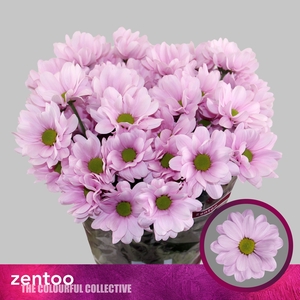 Chrysanthemum Indicum Grp tros Precious
