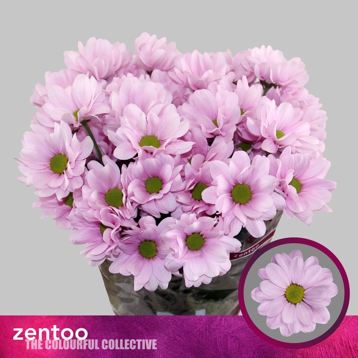 <h4>Chrysanthemum Indicum Grp tros Precious</h4>