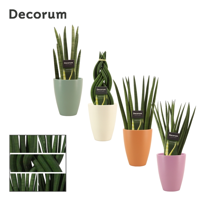 Sansevieria cylindrica 12 cm mix in Carly (Craft world-collectio