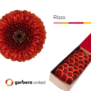 Germini Pomponi Rizzo Doos