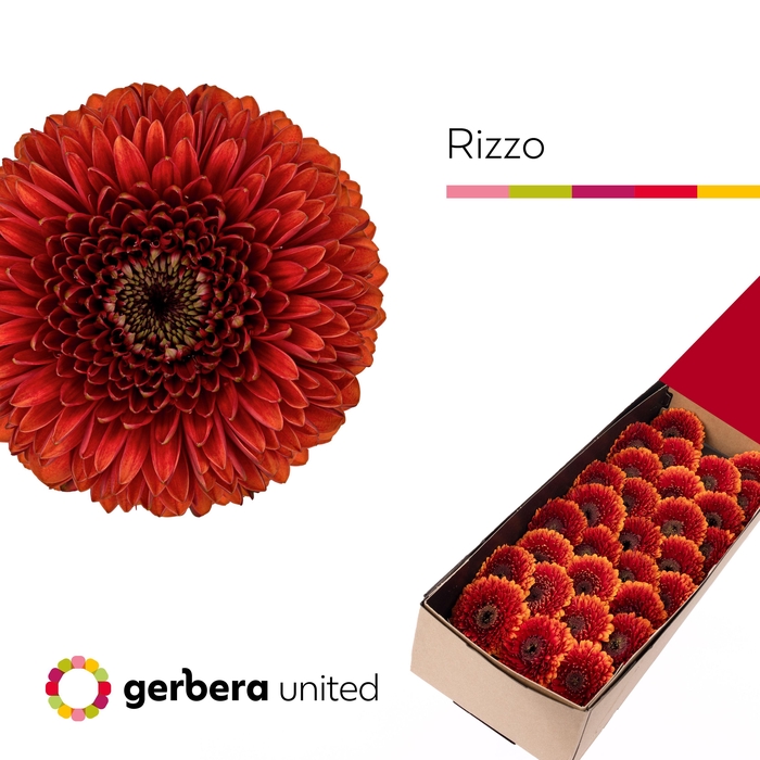 <h4>Germini Pomponi Rizzo Doos</h4>