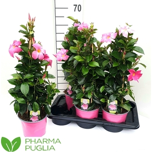 MANDE RIO PINK
