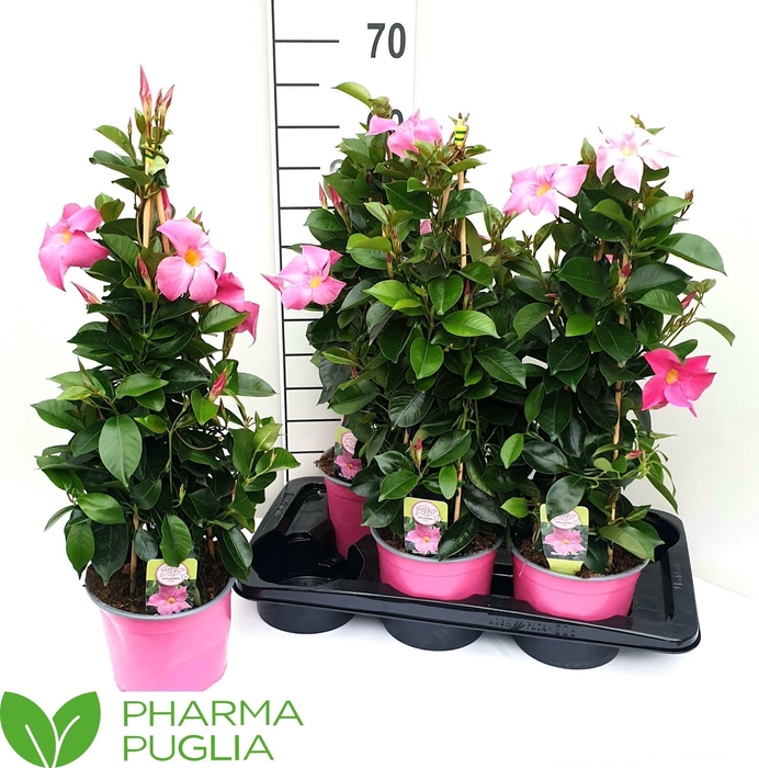 <h4>MANDE RIO PINK</h4>