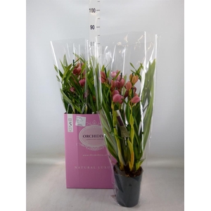 Cymbidium   ...