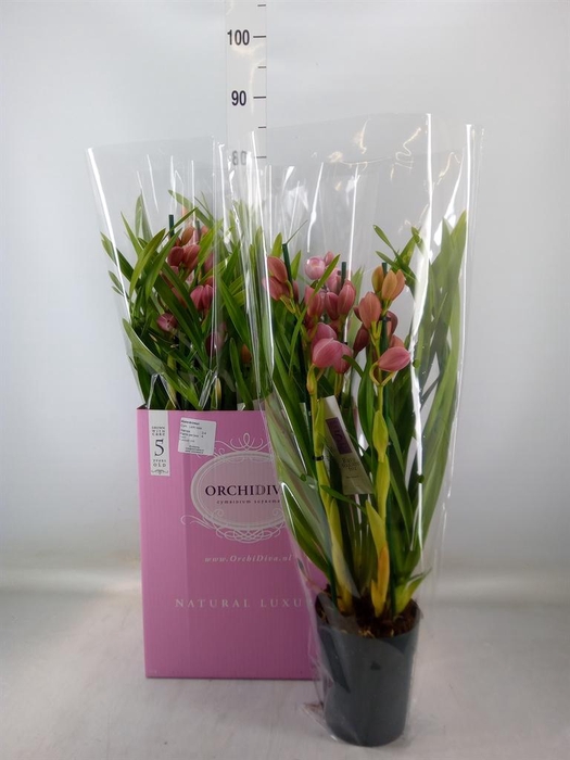<h4>Cymbidium ...</h4>