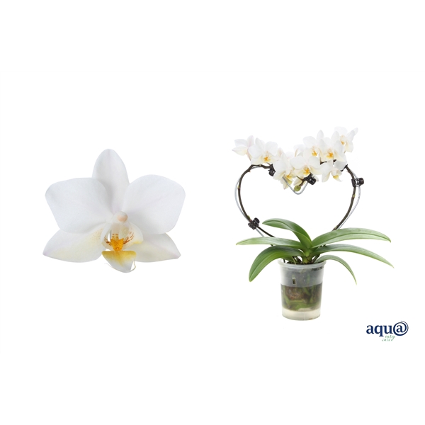 <h4>Phal Tiny Dolls Hartvorm Wit 2T12+ Aqu@</h4>