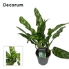 Aglaonema Maria 12 cm (Decorum)