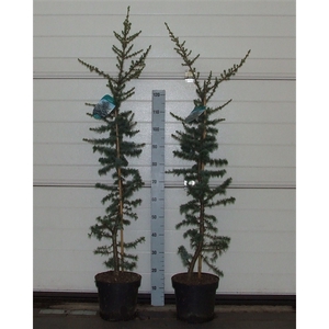 Cedrus libani 'Glauca' 120-140 P26 Full CC