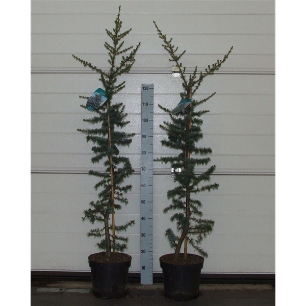 <h4>Cedrus libani 'Glauca' 120-140 P26 Full CC</h4>