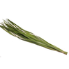 Typha Vacuum X5