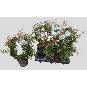 JASM POLYANTHUM WIT