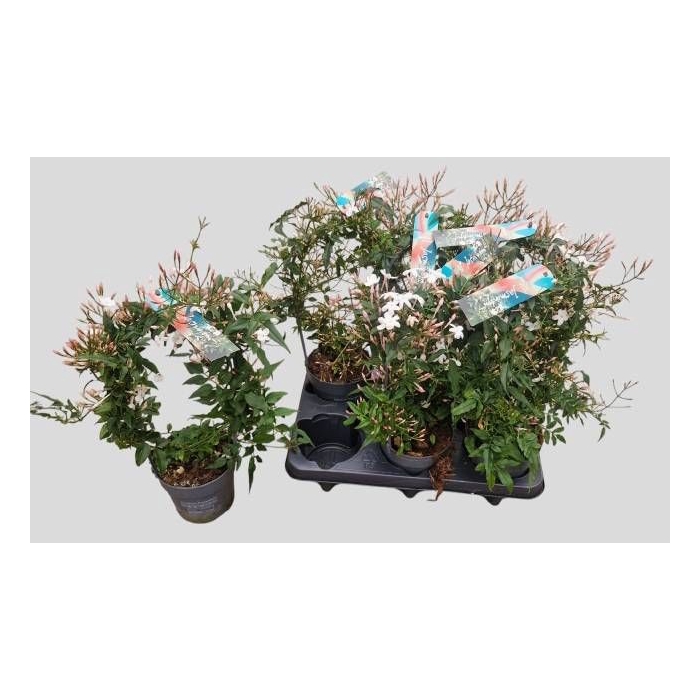 <h4>JASM POLYANTHUM WIT</h4>