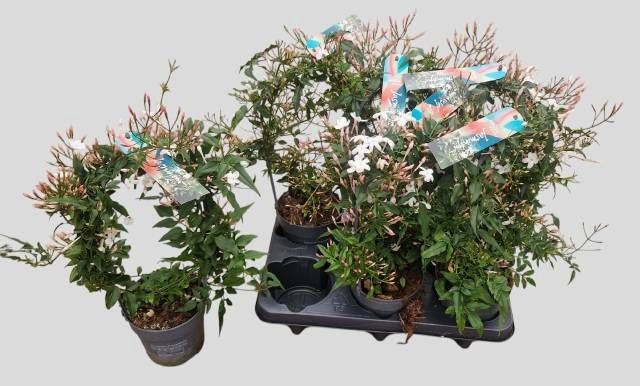 JASM POLYANTHUM WIT
