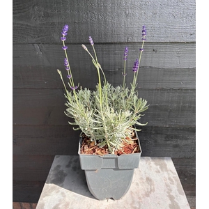 Lavandula angustifolia 'Hidcote' P17
