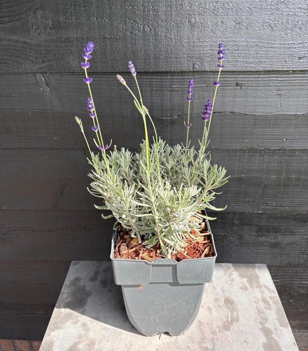 <h4>Lavandula angustifolia 'Hidcote' P17</h4>