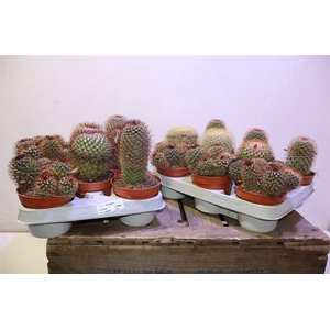 Cactus Gem