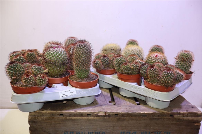 <h4>Cactus Gem</h4>