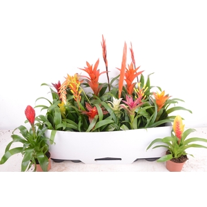 BROMELIA GEM 15 SRT
