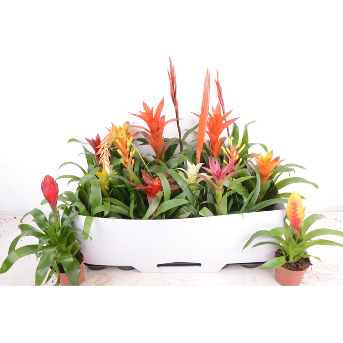 <h4>BROMELIA GEM 15 SRT</h4>