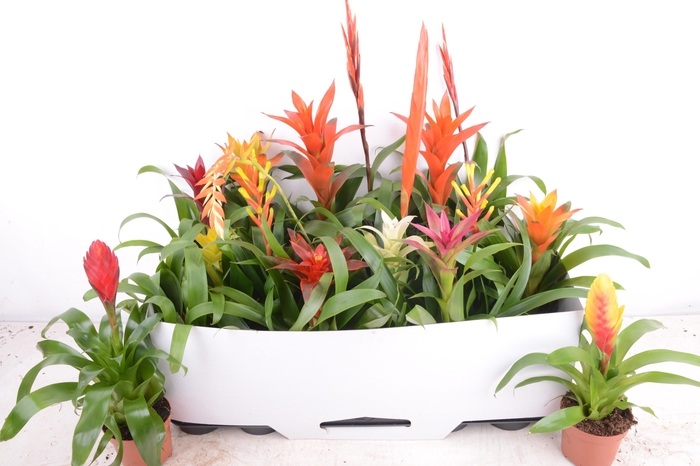 BROMELIA GEM 15 SRT