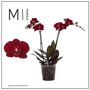 Phalaenopsis Cartagena 2 spike - 12cm | Mimesis