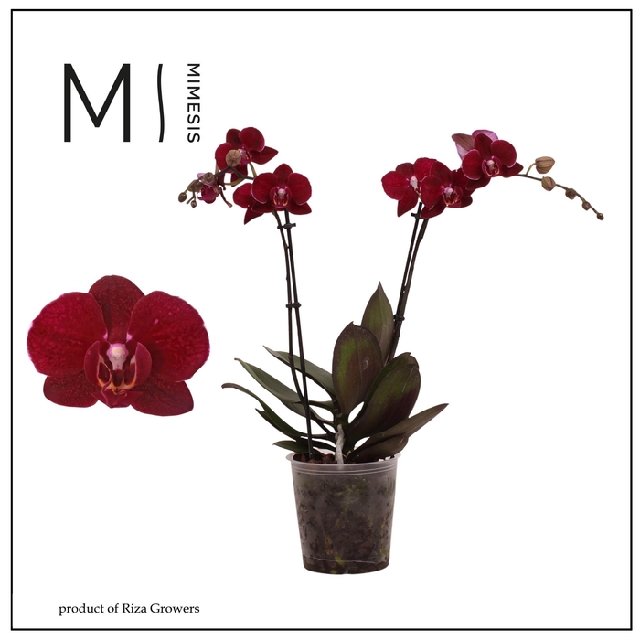 <h4>Phalaenopsis Cartagena 2 spike - 12cm | Mimesis</h4>