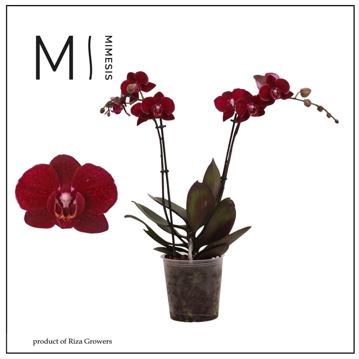 <h4>Phalaenopsis Cartagena 2 spike - 12cm | Mimesis</h4>