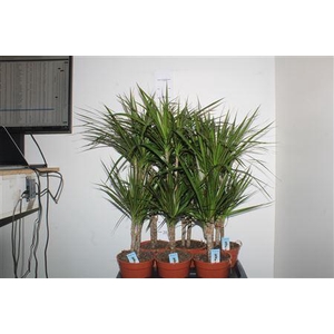 Dra Marginata 45-15 Cm