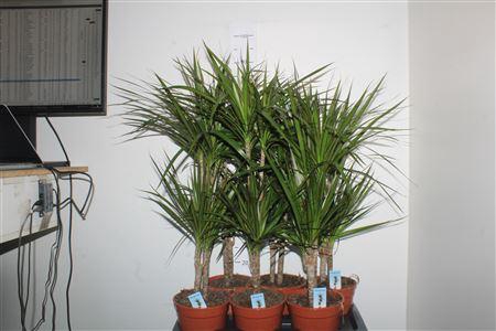 <h4>Dra Marginata 45-15 Cm</h4>