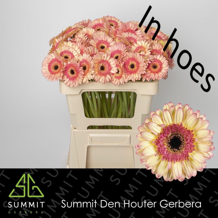 <h4>GE MI PROSECCO</h4>