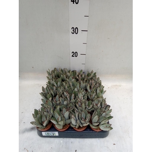 Kalanchoe NF tomentosa