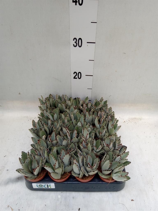<h4>Kalanchoe NF tomentosa</h4>