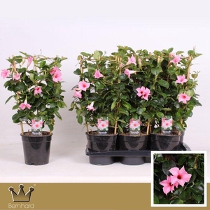 Sundaville P17 Rek Cream Pink