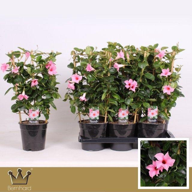 <h4>MANDE SUN CR PINK</h4>